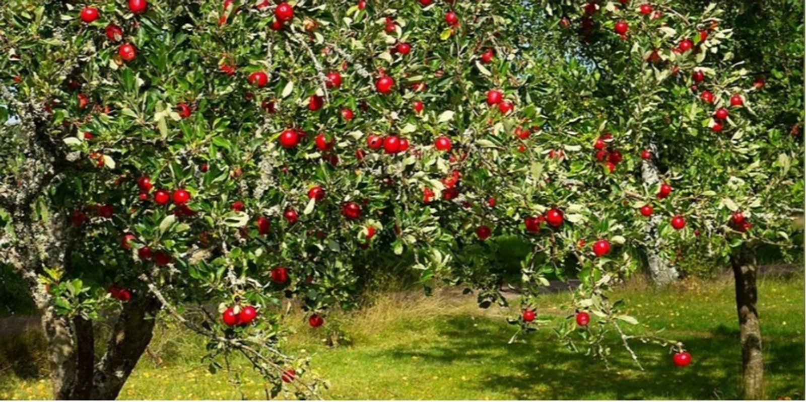 Banner image for Growing Fruit Trees