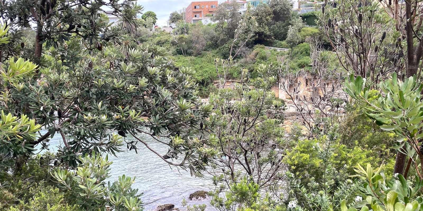 Banner image for Bushcare for Beginners at Gordons Bay