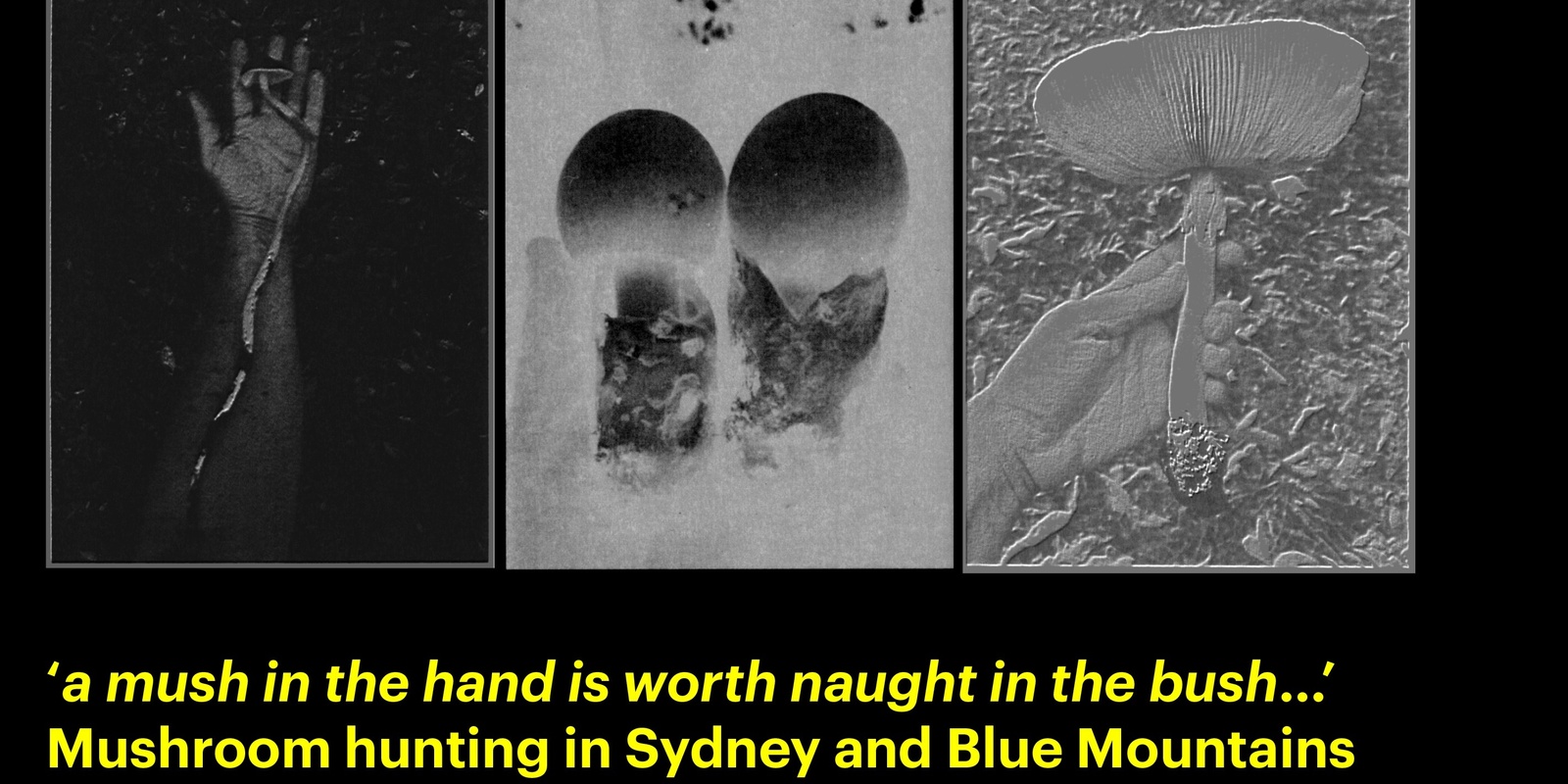 Banner image for Mushroom Meander BLUE MOUNTAINS / Sun May 12th 1:30pm