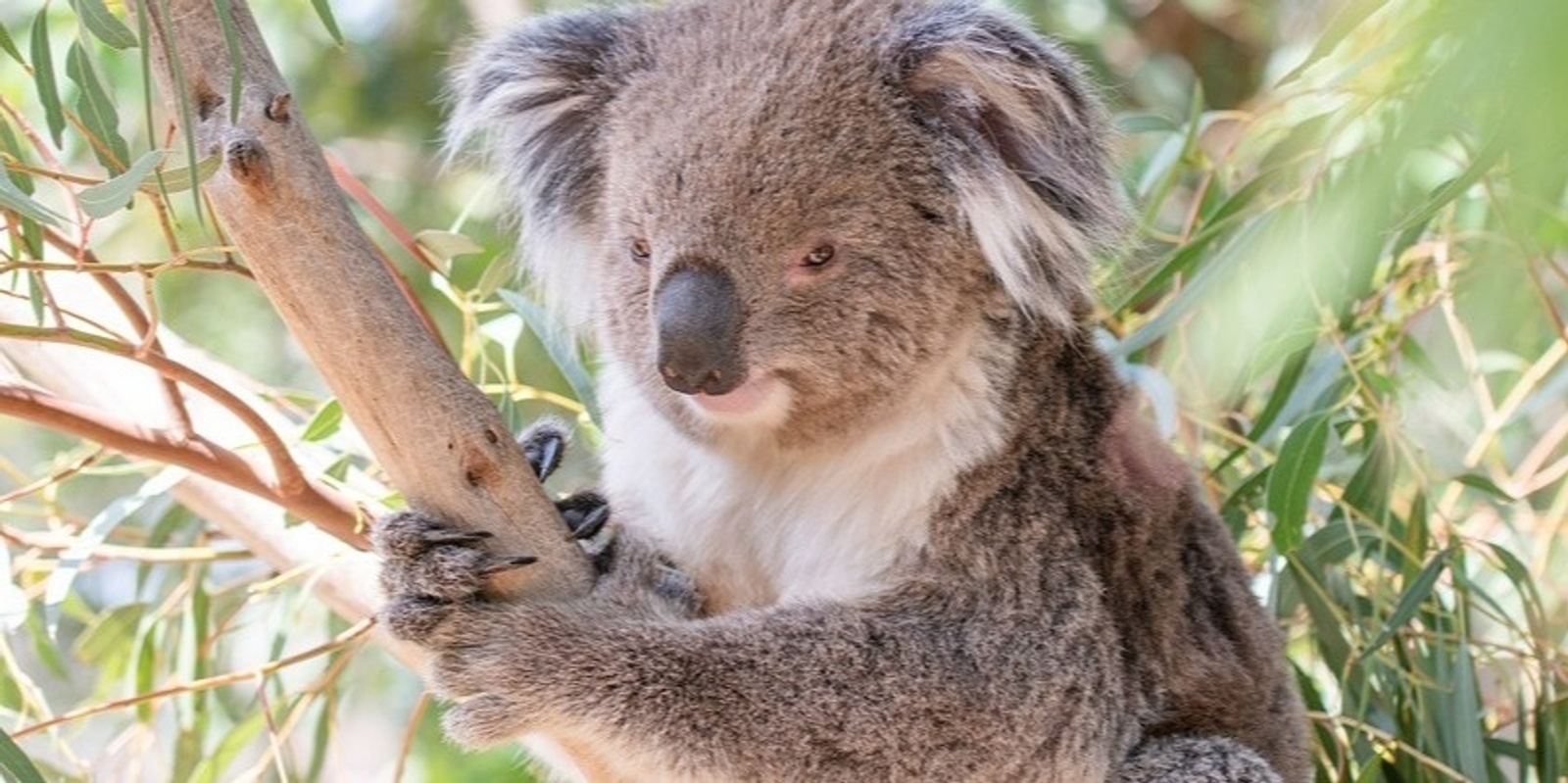 Banner image for School Holidays: Wild About Animals