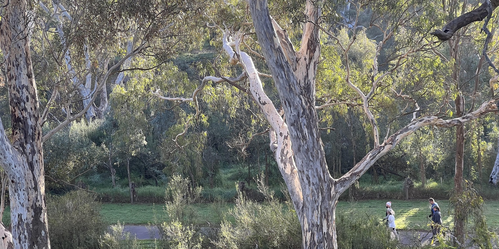 Banner image for Mindful Wander in Nature - Brimbank Park