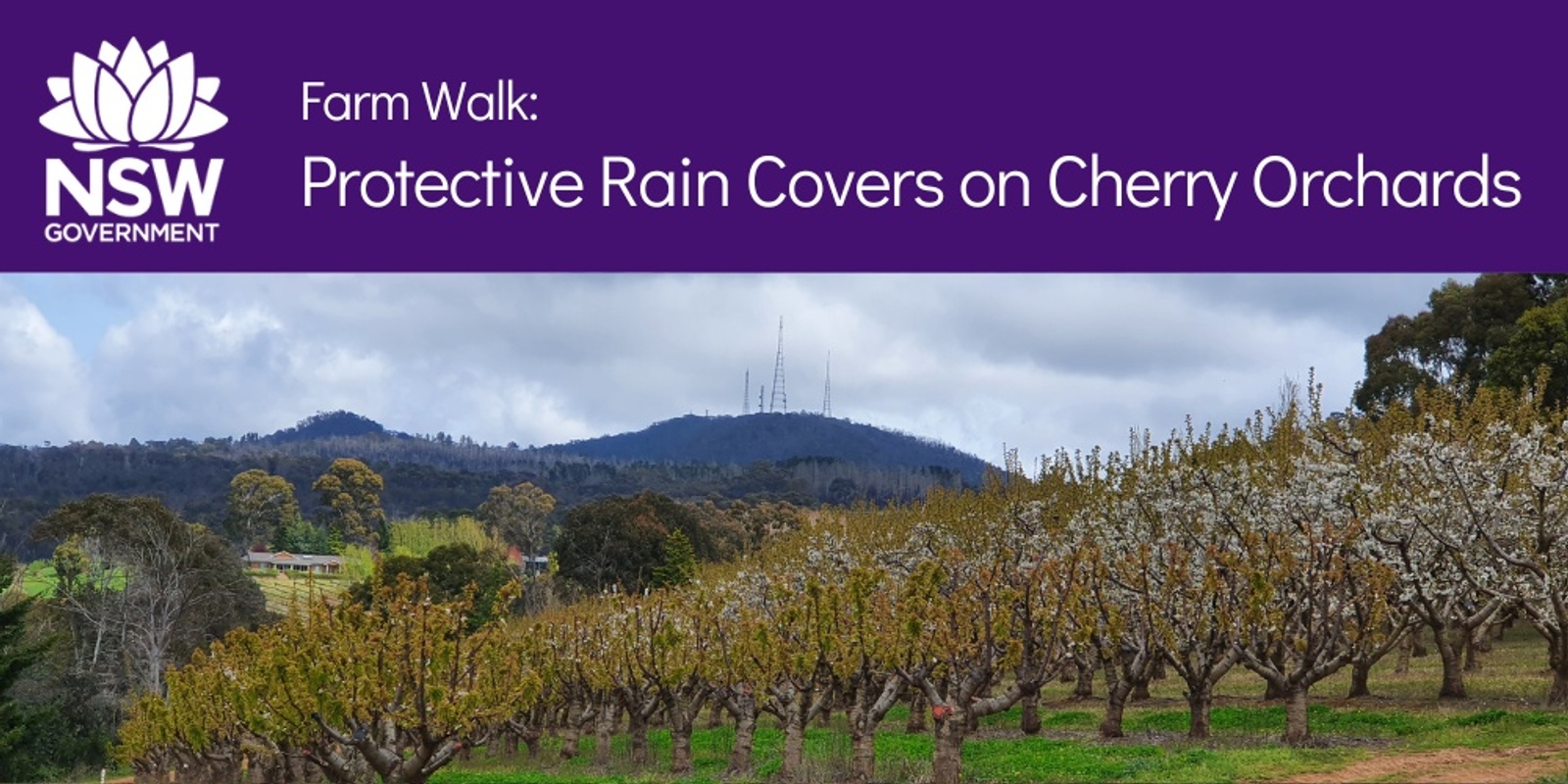 Banner image for Save the Date: Protective Rain Covers on Cherry Orchards