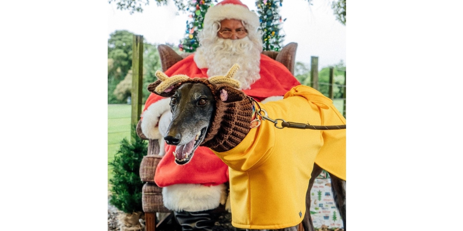 Banner image for Santa and Reindeers* - a Greyhound Xmas