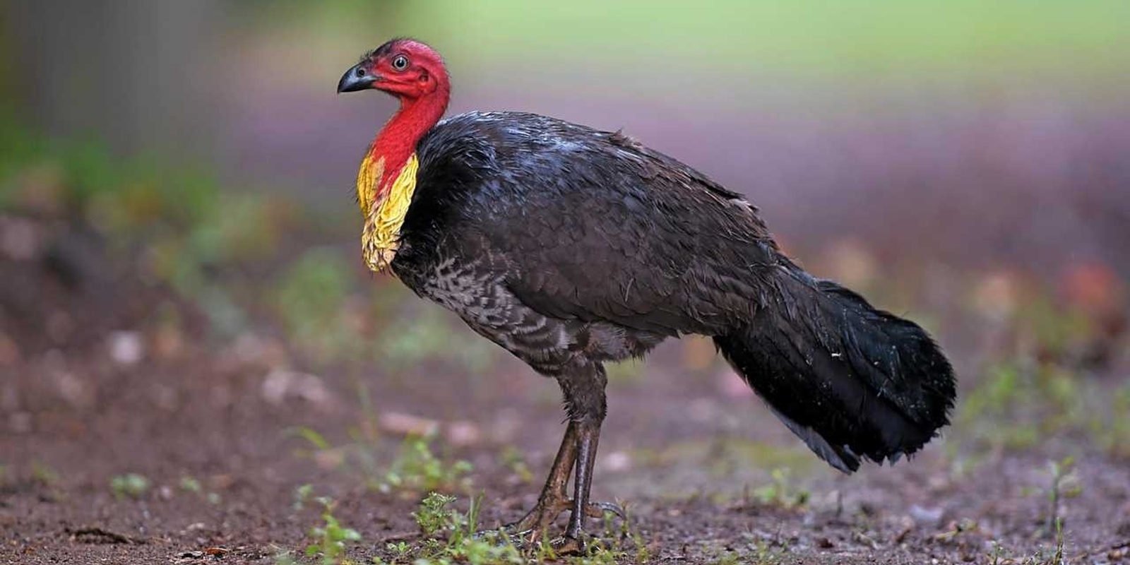 Banner image for Living with Australian Brush-turkeys Presentation