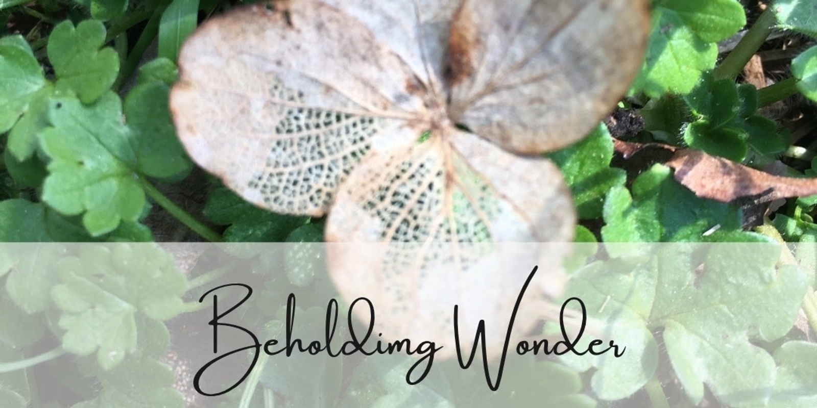 Banner image for Beholding Wonder 