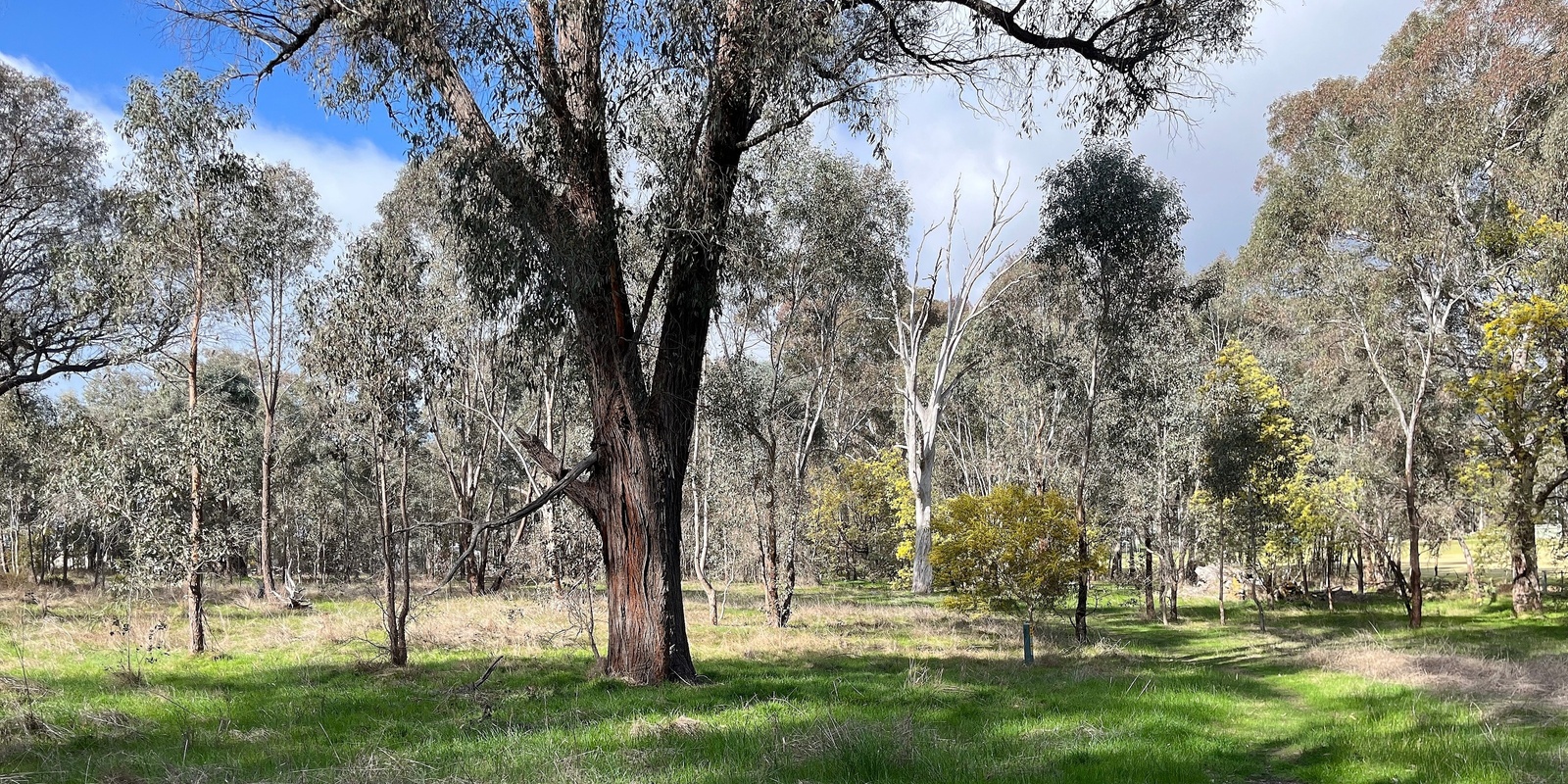 Banner image for Spotlighting Walk - Stringybark Conservation Reserve