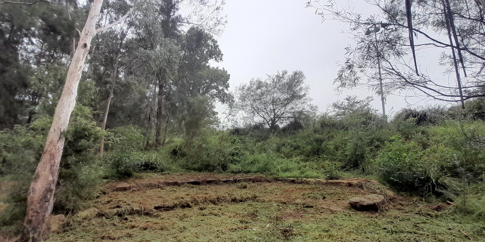 Banner image for Bushcare Stonequarry Creek, Picton - August