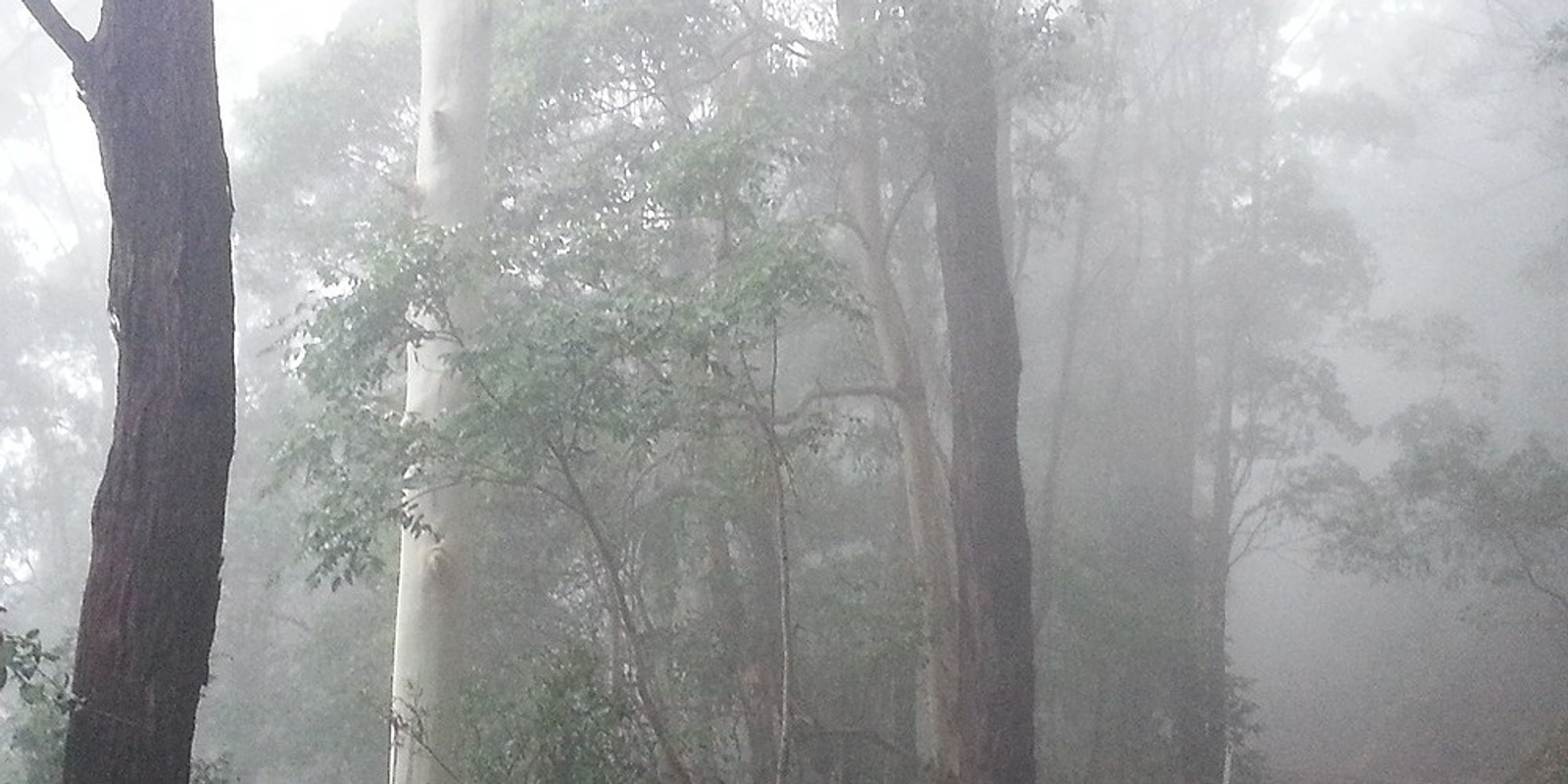 Banner image for Guided Nature Therapy Walk - Natural Bridge SE Queensland 