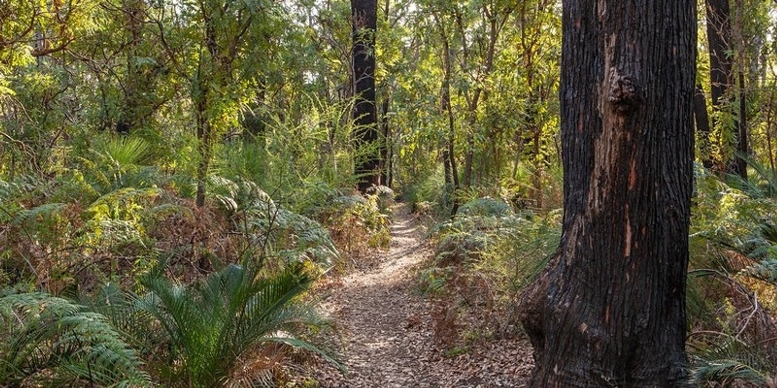 Banner image for Back to Nature - Jarrahdale Walk Trail