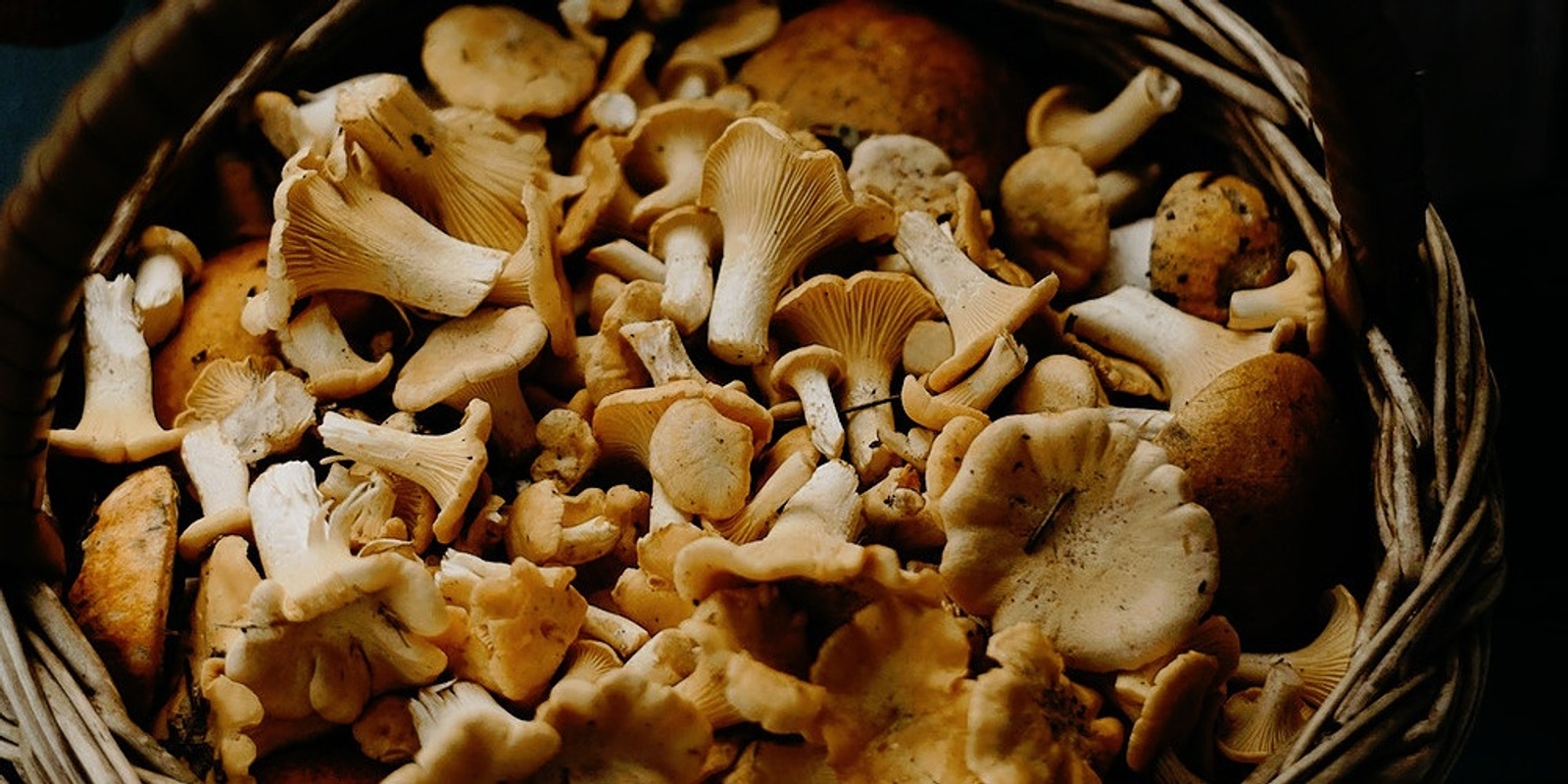 Banner image for Growing funghi at home
