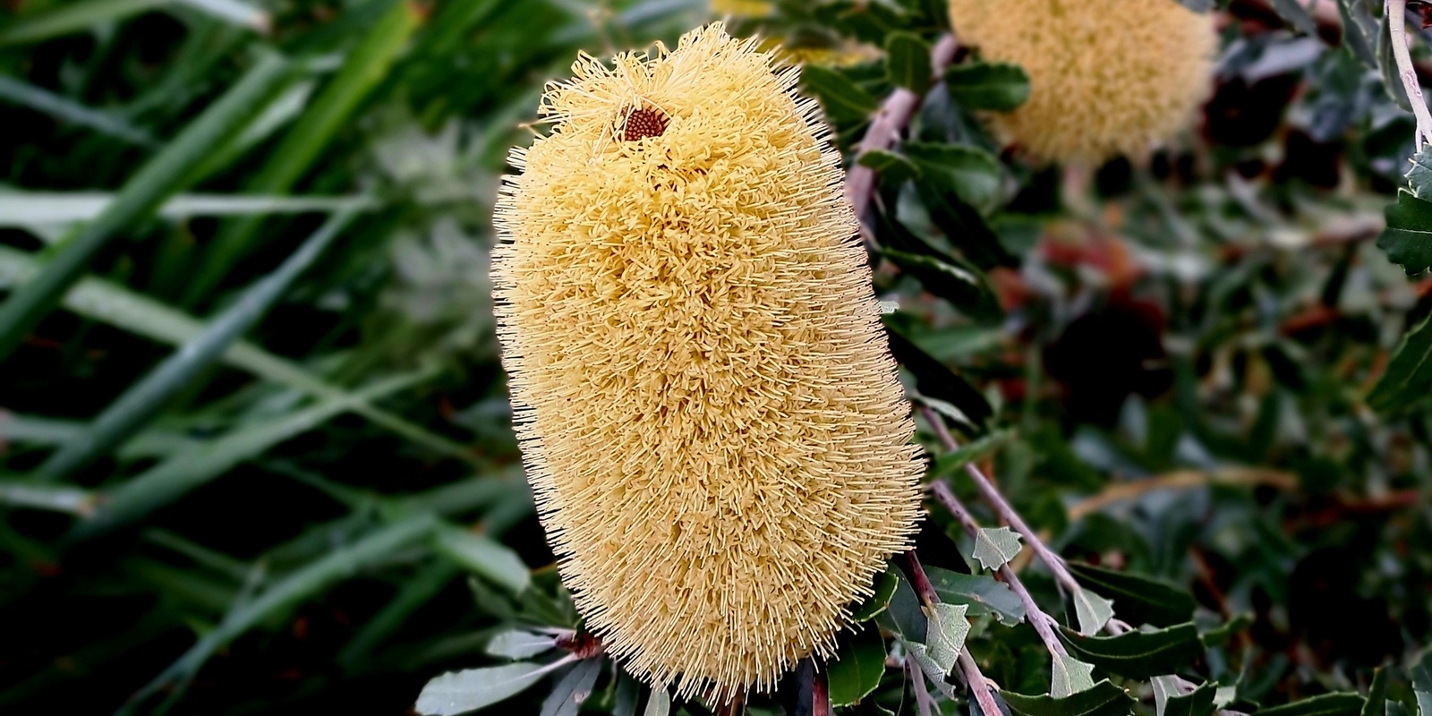 Banner image for Native Plants and Animals