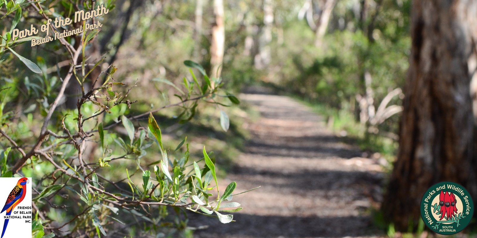 Banner image for Guided nature walk with the Friends of Belair National Park