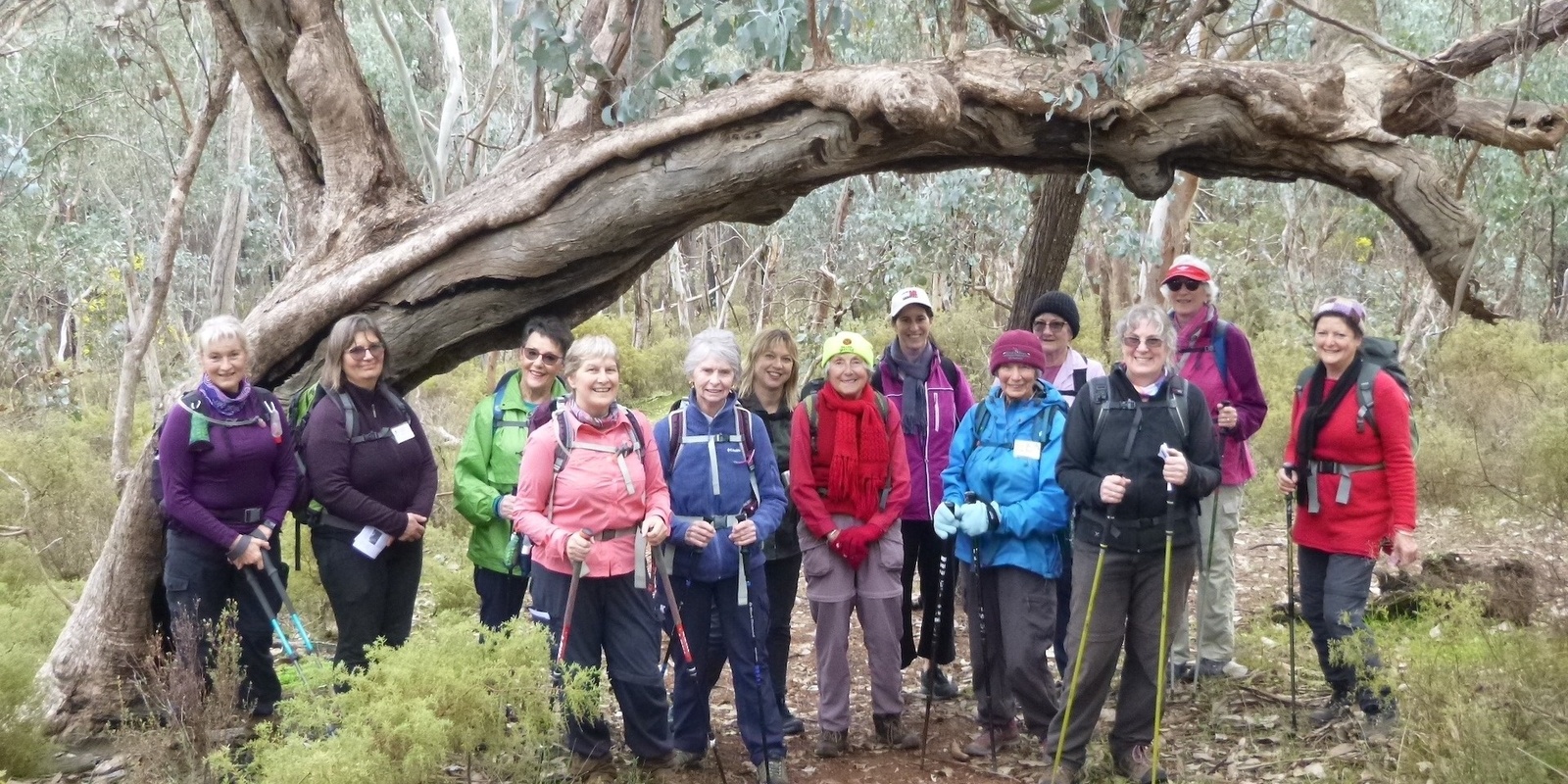 Banner image for Spring Wildflowers in Chiltern-Mt Pilot National Park - Grade 2 (Easy)