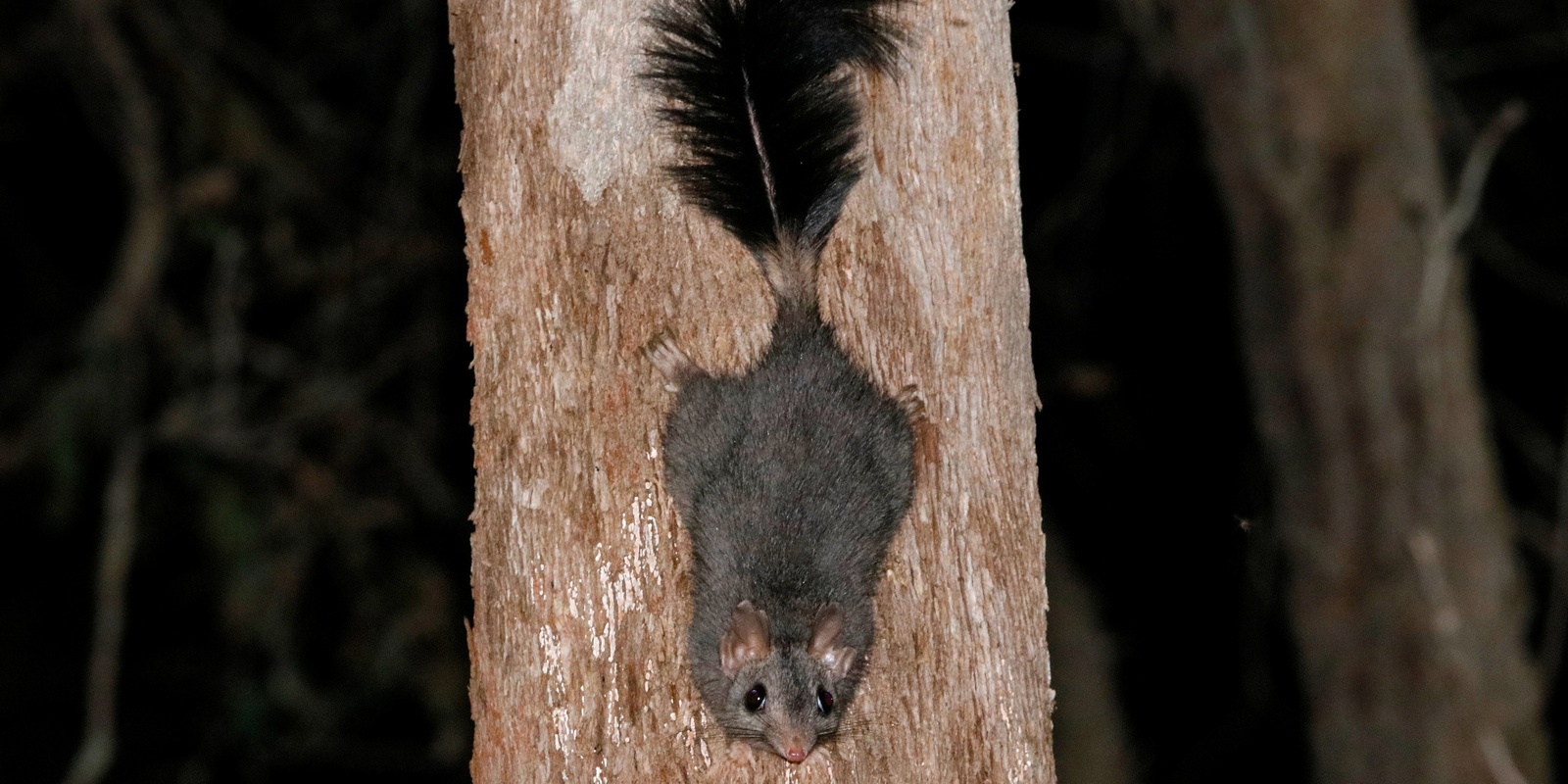 Banner image for Spotlighting for Nocturnal Mammals