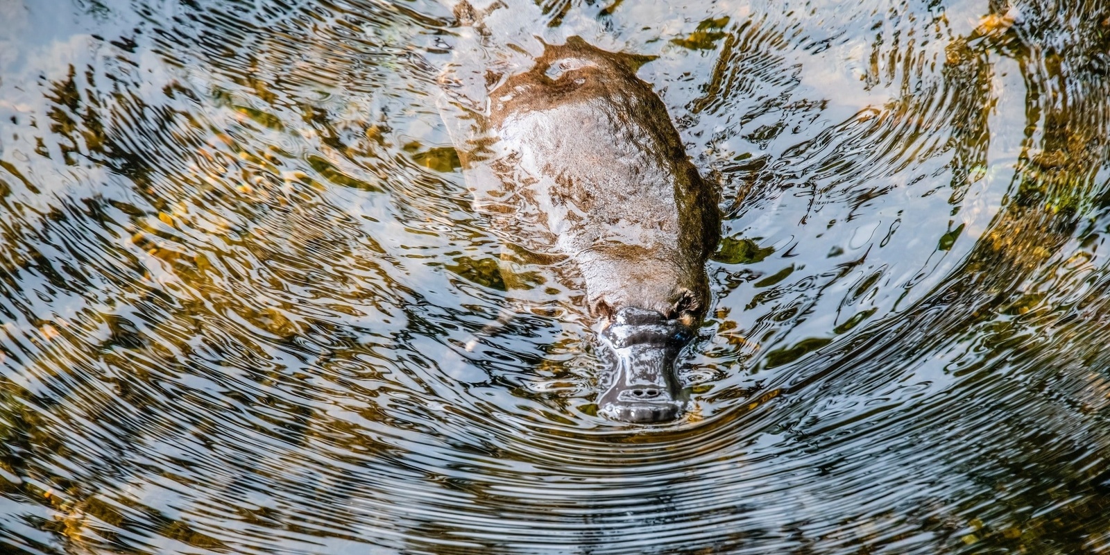 Banner image for Walk on the Wild Side - Platypus Whispers - Friday