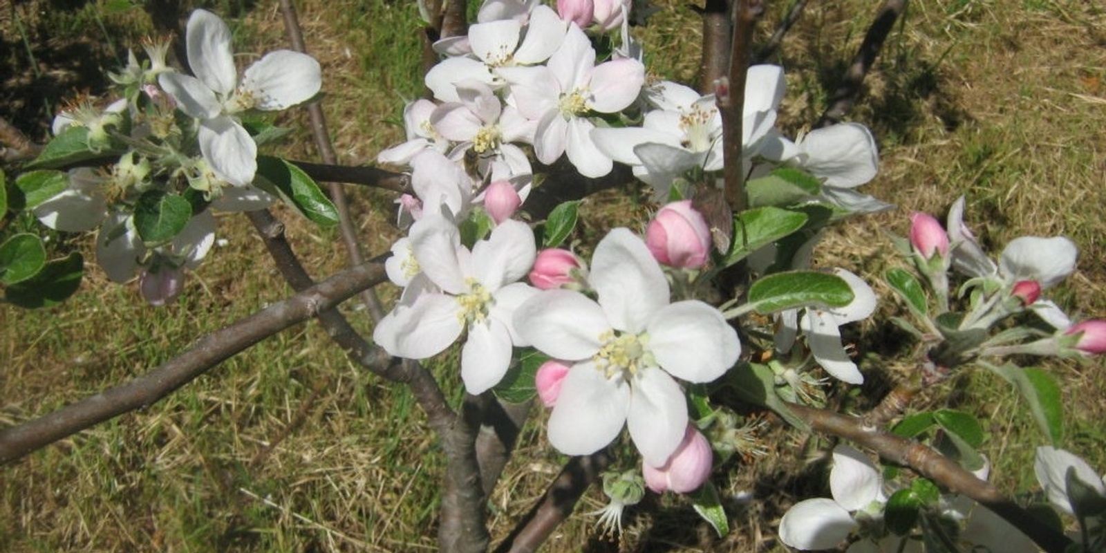 Banner image for All Things Fruit Trees, in Winter