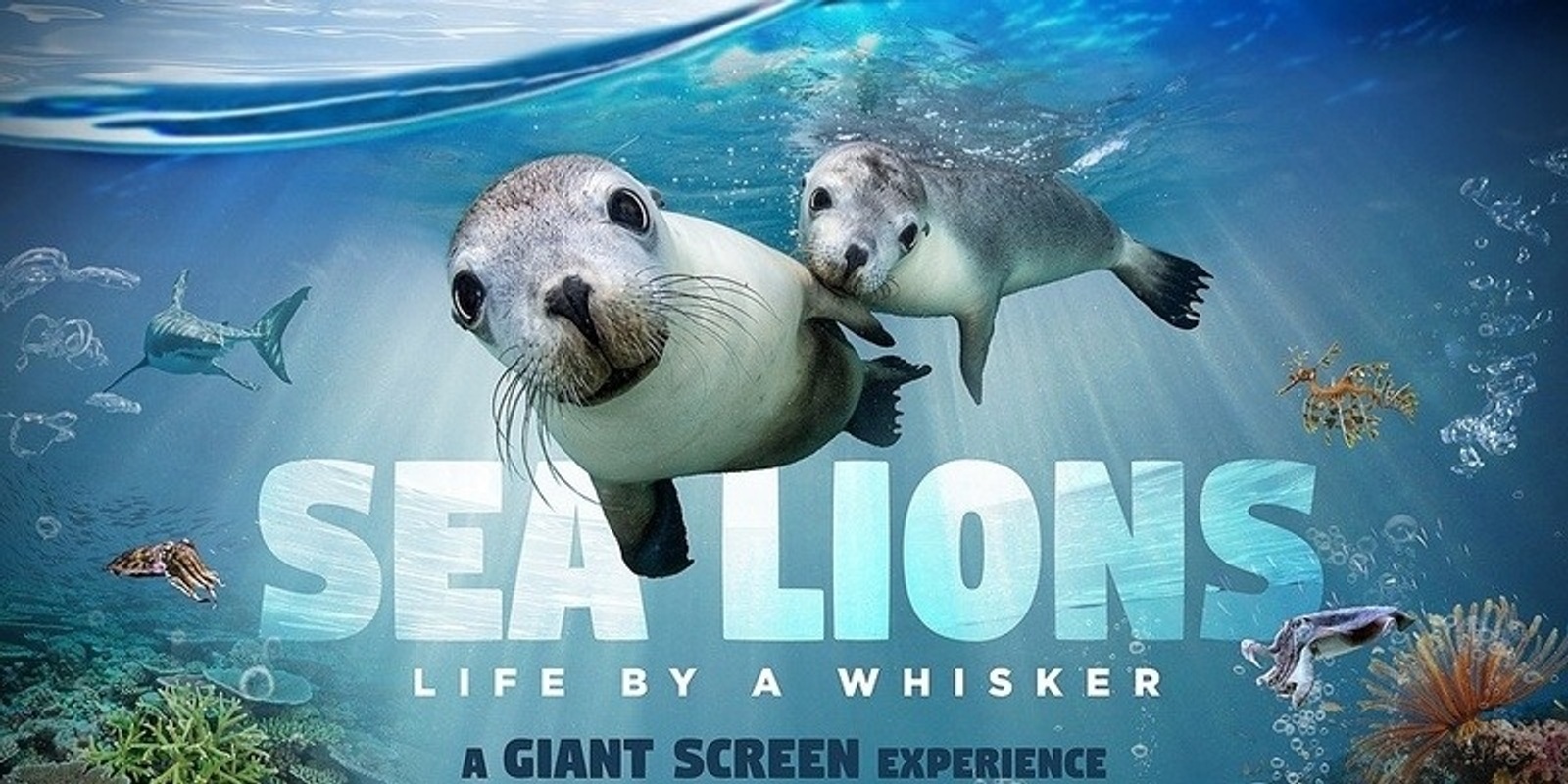 Gold Coast -Sea Lion-Life By A Whisker Screening | Humanitix