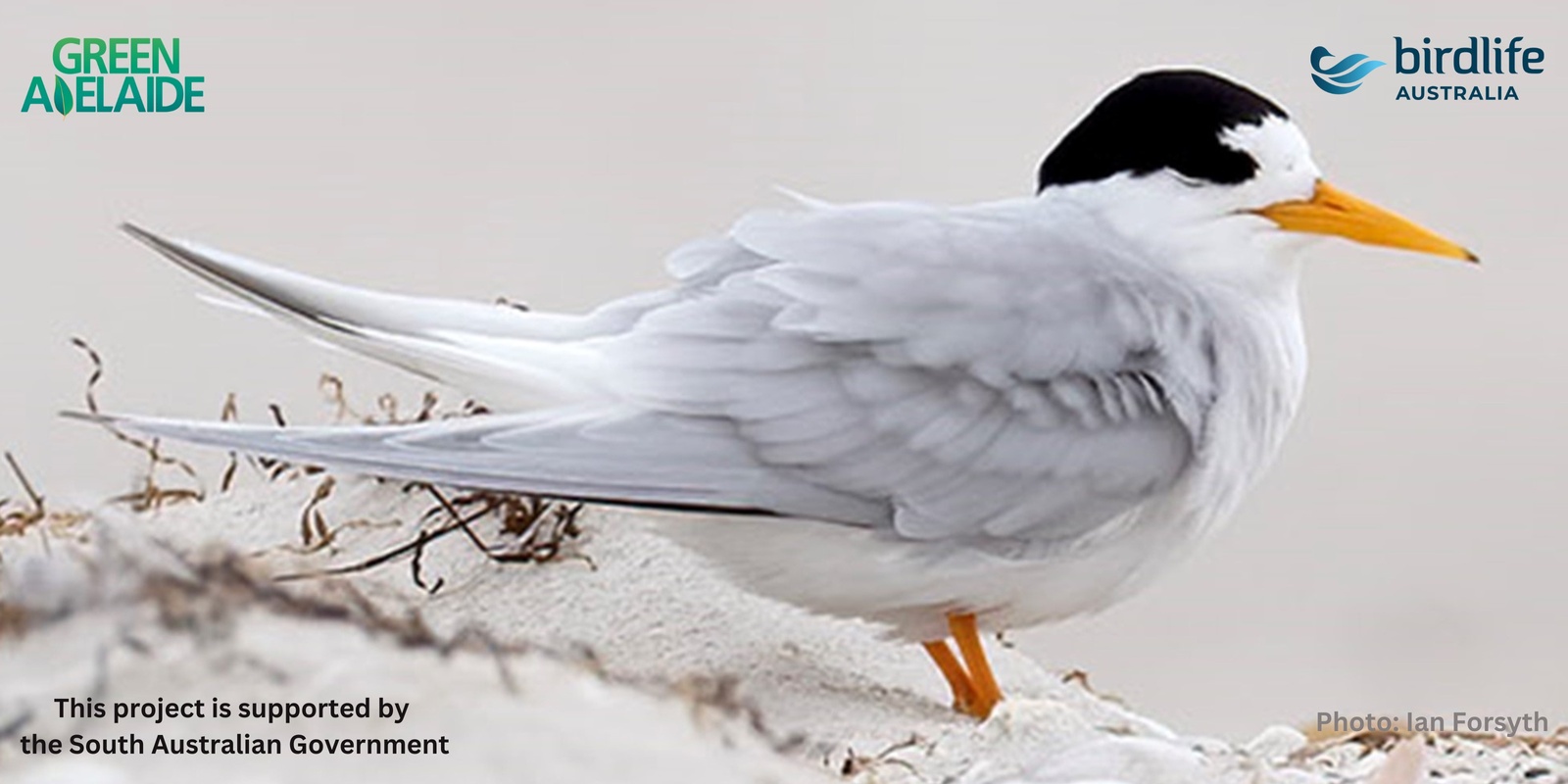 Banner image for Coastal Wings: Exploring Fleurieu's Seabirds and Shorebirds