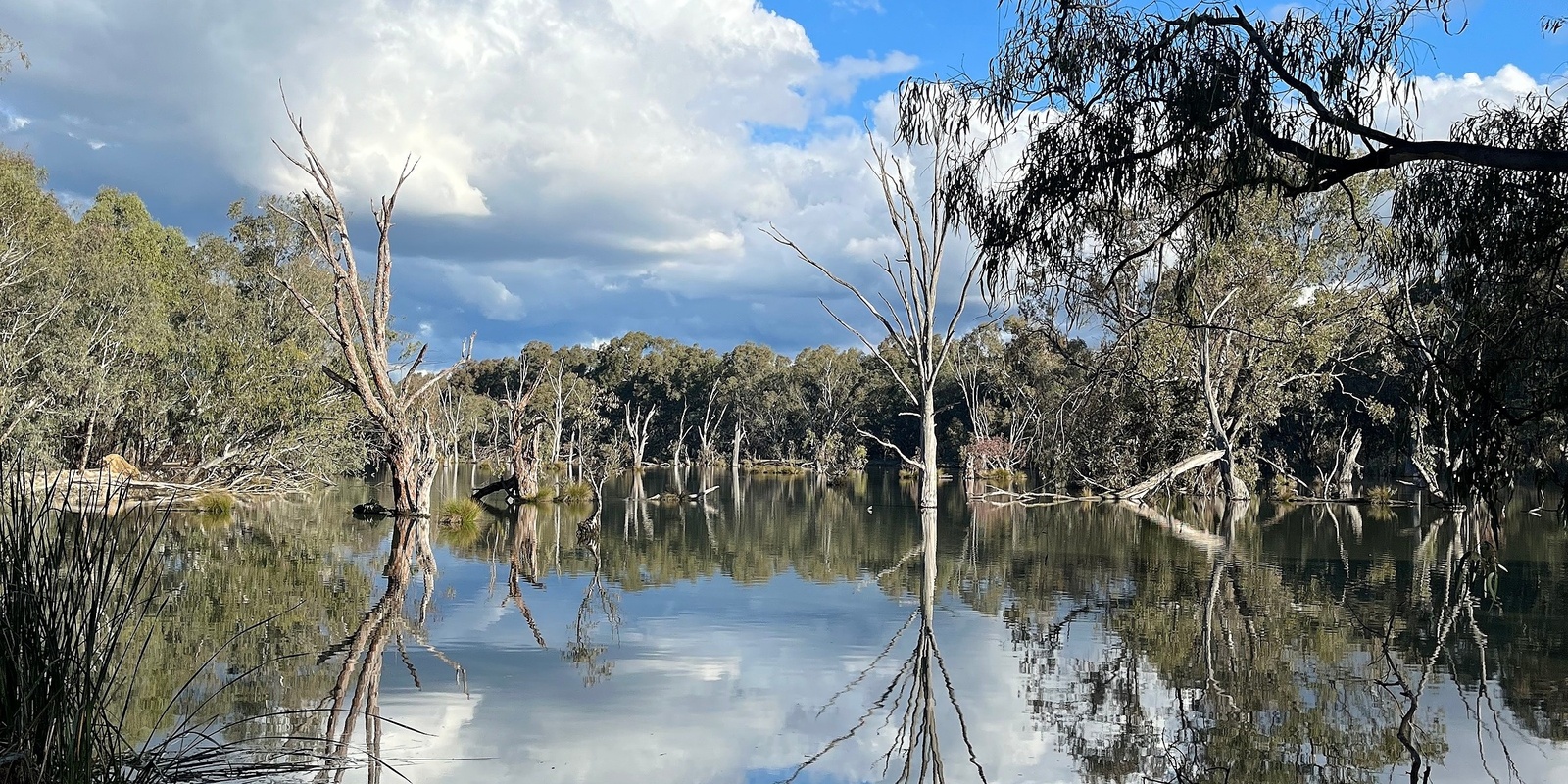 Banner image for Yindyamarra and Horseshoe Lagoon Community Stewardship Morning