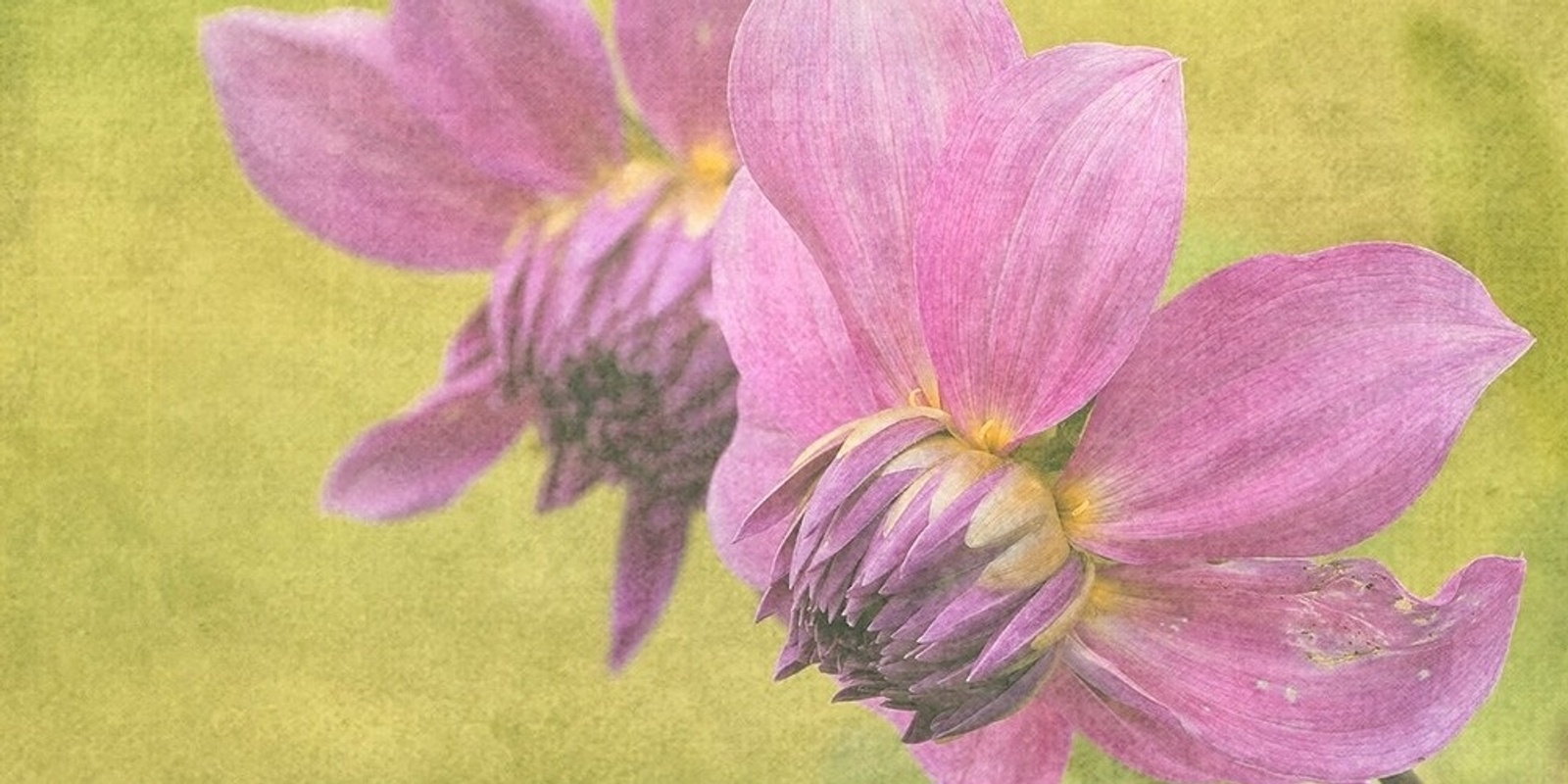 Banner image for Workshop: Spring Flower Macro Photography 