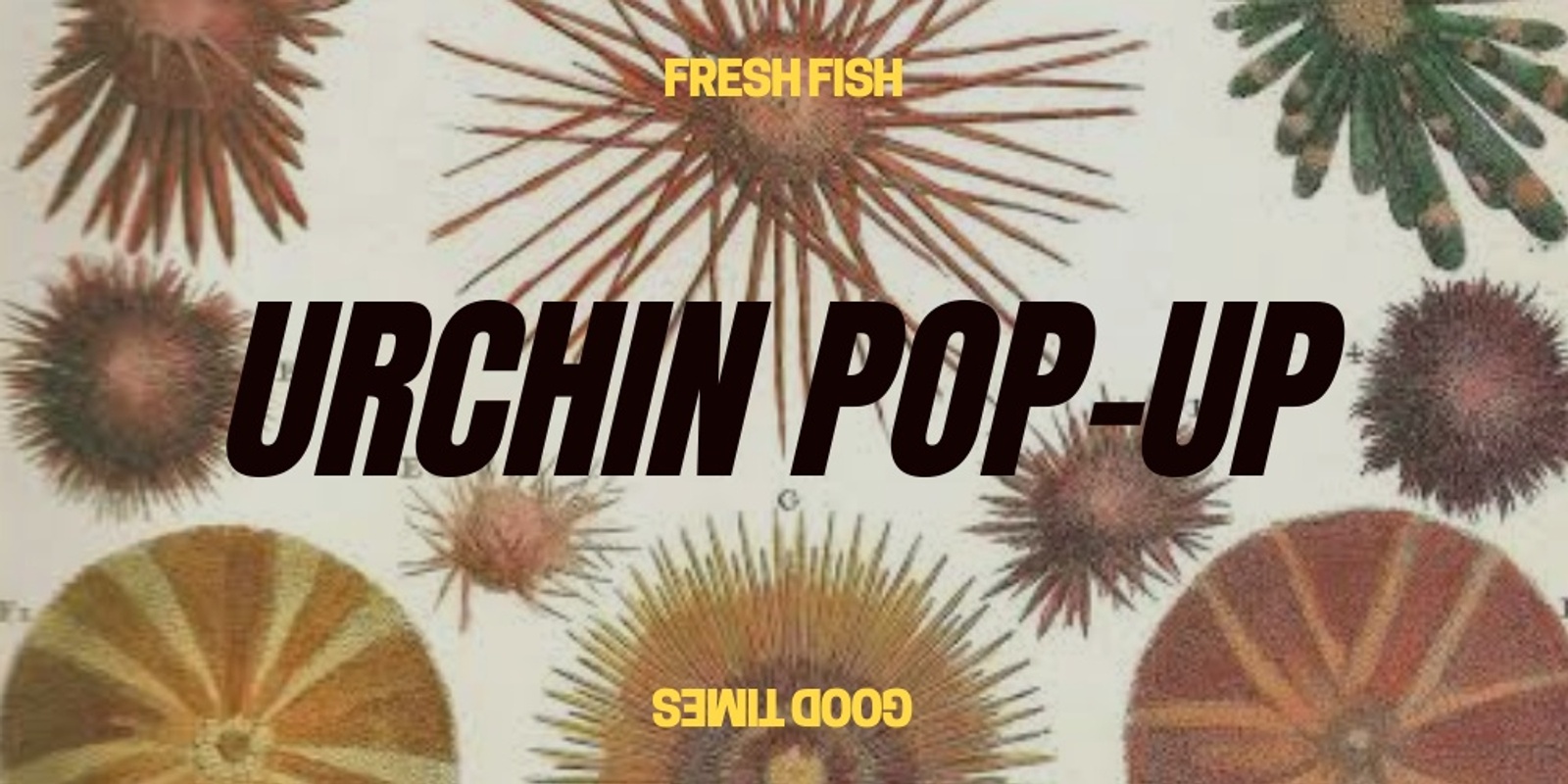 Banner image for Urchin Pop-up #1: La Marea