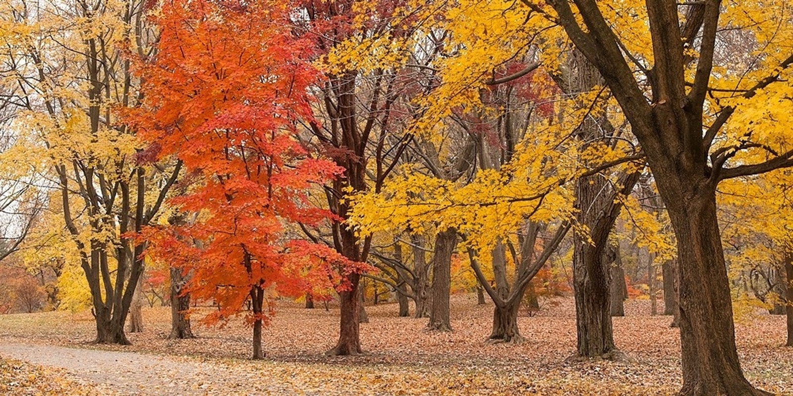 Banner image for Autumn in the Arboretum