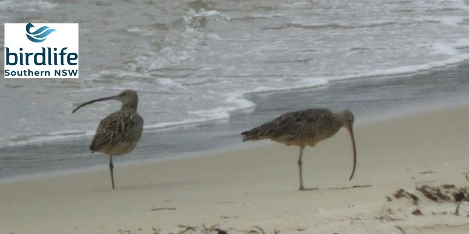 Banner image for A guided walk to see birds of the Port Hacking shorelines and woodlands