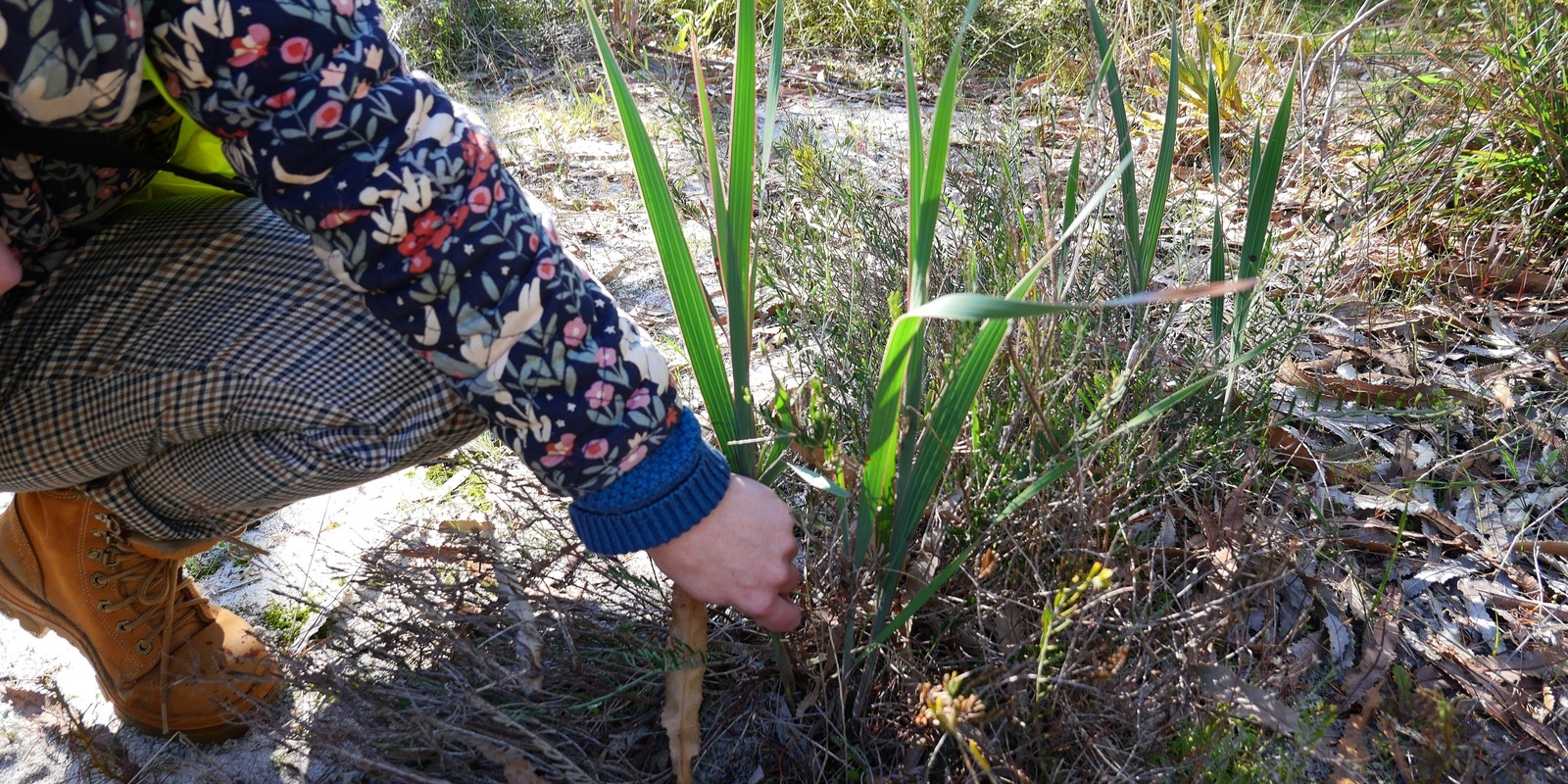 Banner image for Grab a Gladi at Signal Hill Bushland