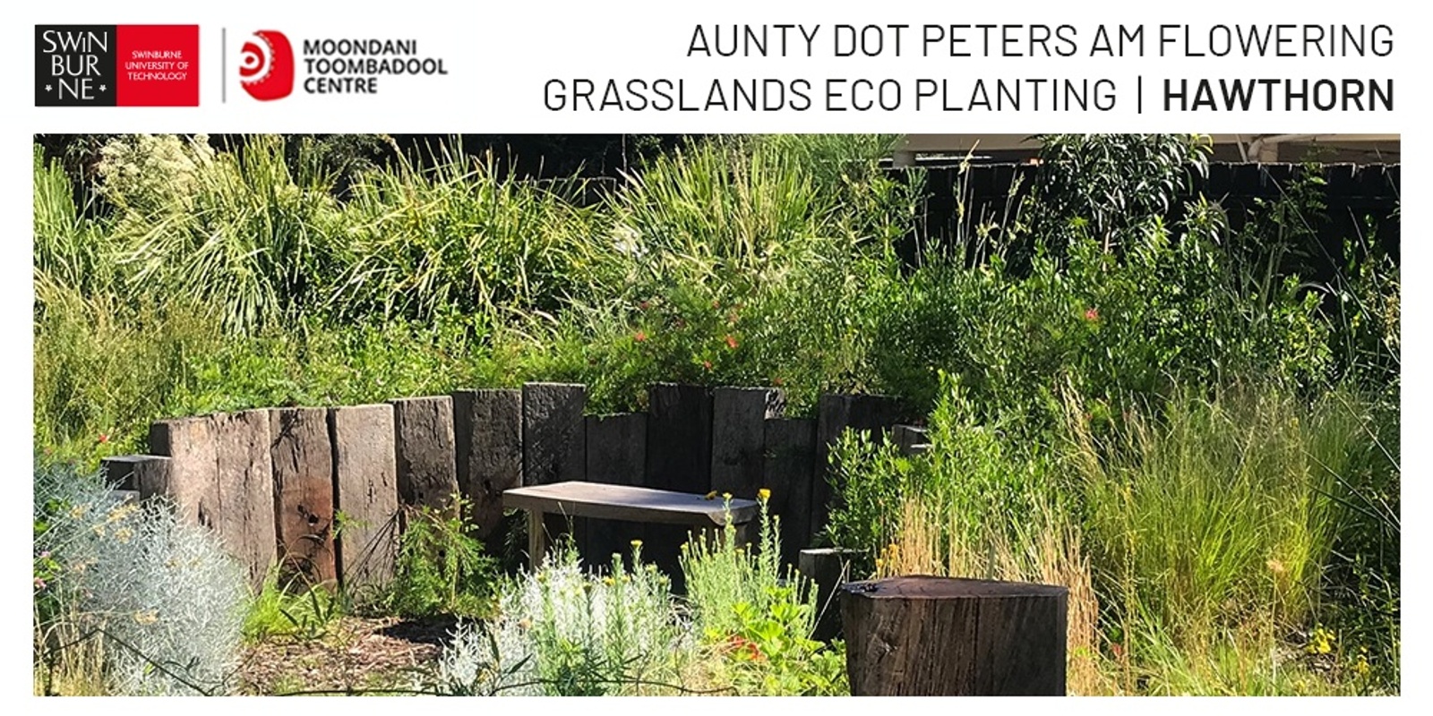 Banner image for Aunty Dot Peters AM Flowering Grasslands Eco Session - Hawthorn