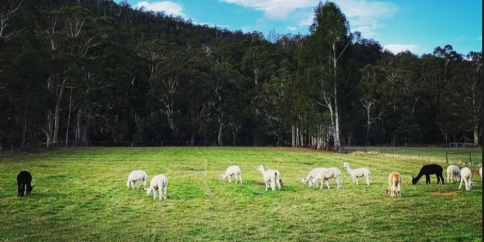 Banner image for Fathers Day - Alpaca Picnic on the gorgeous natural setting of Riverdance Farm