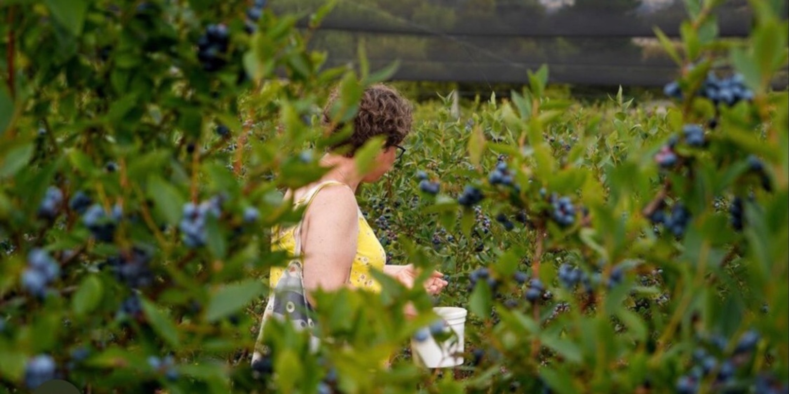 Banner image for Pick Your Own Blueberries February 2025