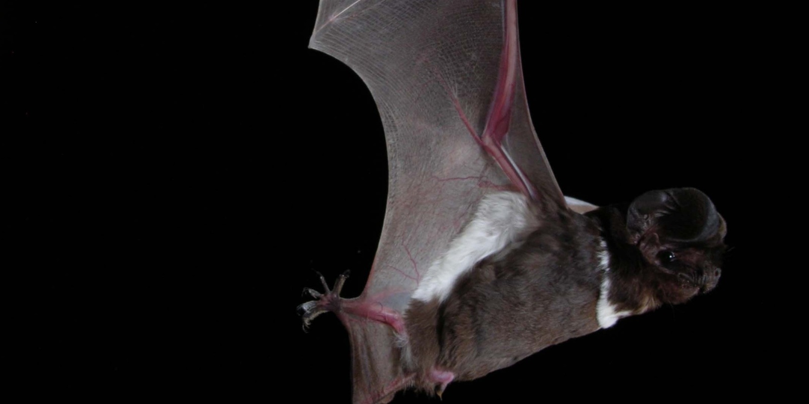 Banner image for Nocturnal Narratives: Microbat Talk and Twilight Walk