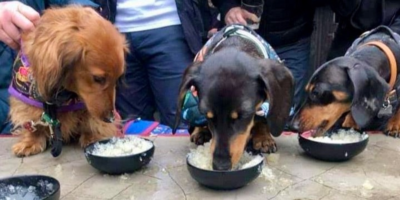 Banner image for Sausage dogs Pub Crawl