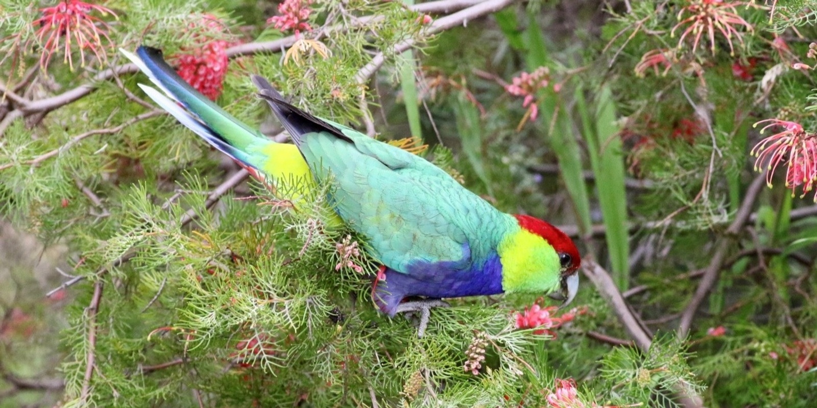 Banner image for Brice Wells Memorial Bird Walk - Jorgensen Park, Kalamunda