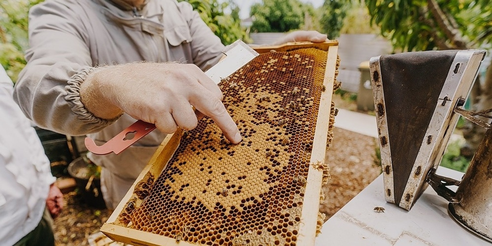 Banner image for Backyard Beekeeping 101 Workshop 23 Oct