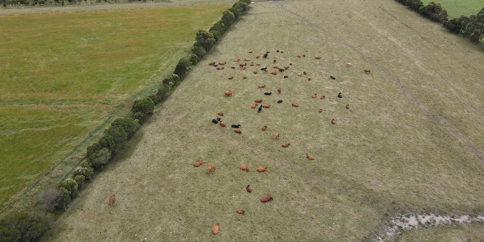 Banner image for Managing your farm through dry conditions- Western Port