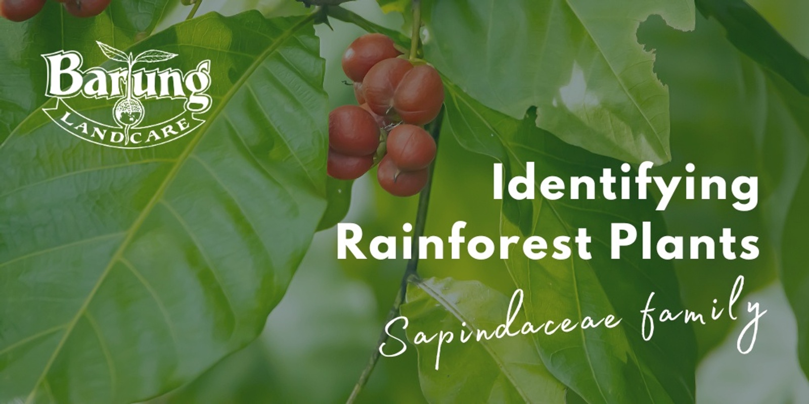 Banner image for Identifying Rainforest Plants of the Blackall Range: the family Sapindaceae (repeat due to popular demand!)
