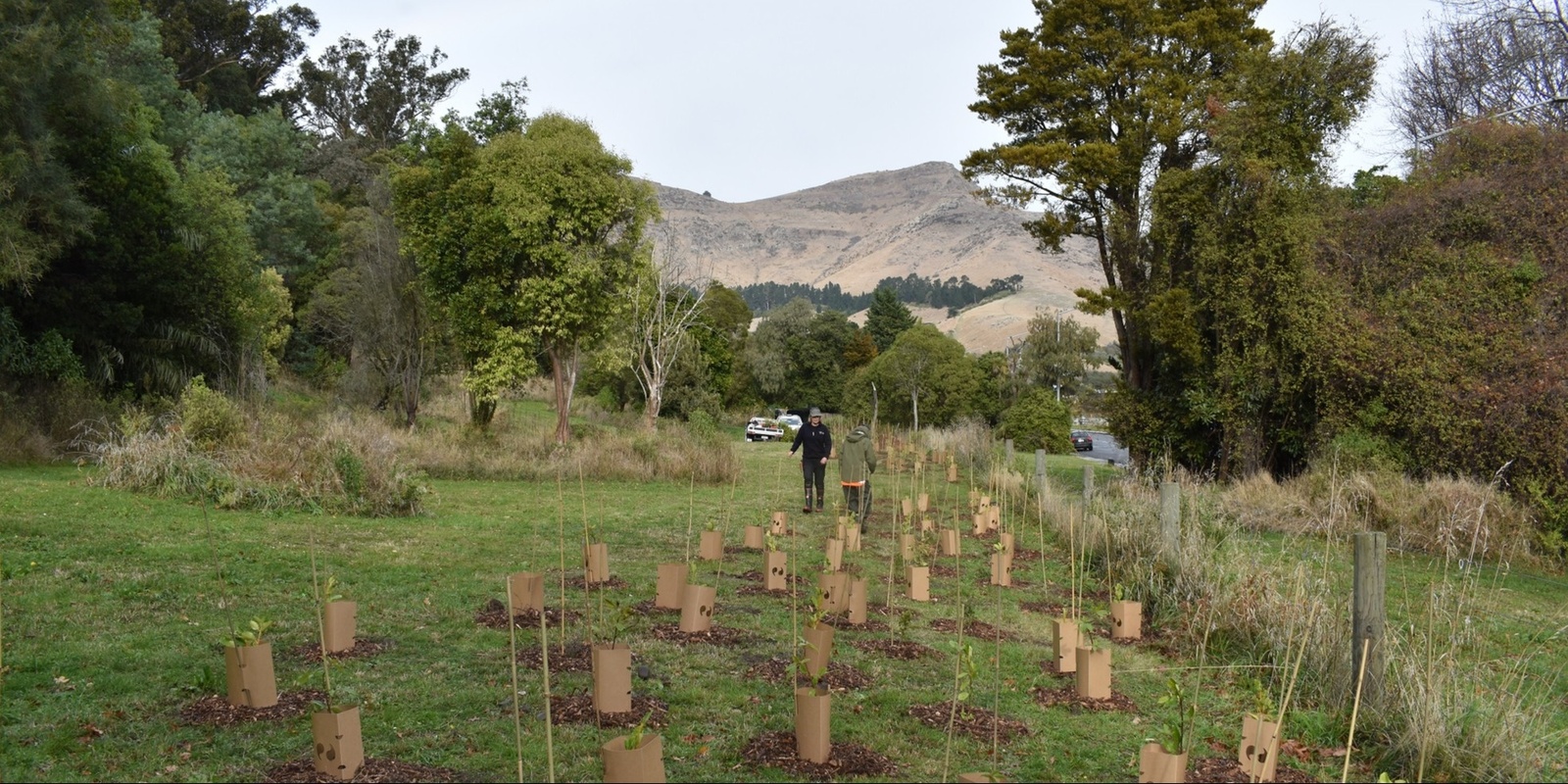 Banner image for Plant a tree for Welcome Week