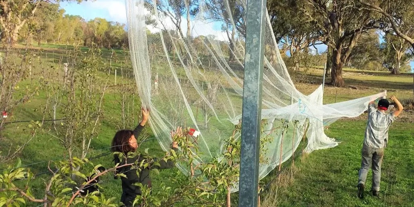 Banner image for Fruit Fly Preparedness for Home Gardeners