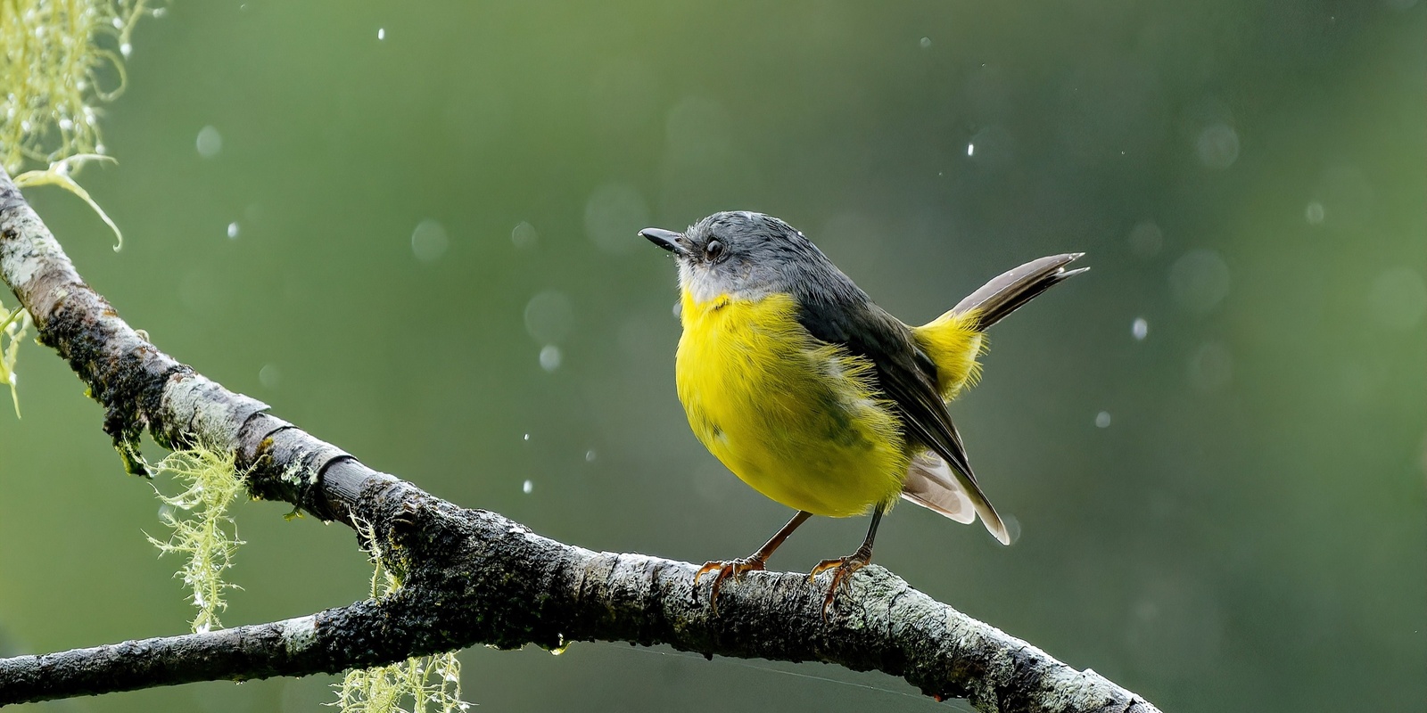 Banner image for eBird Status & Trends: accessing and analyzing eBird Status Data Products in R