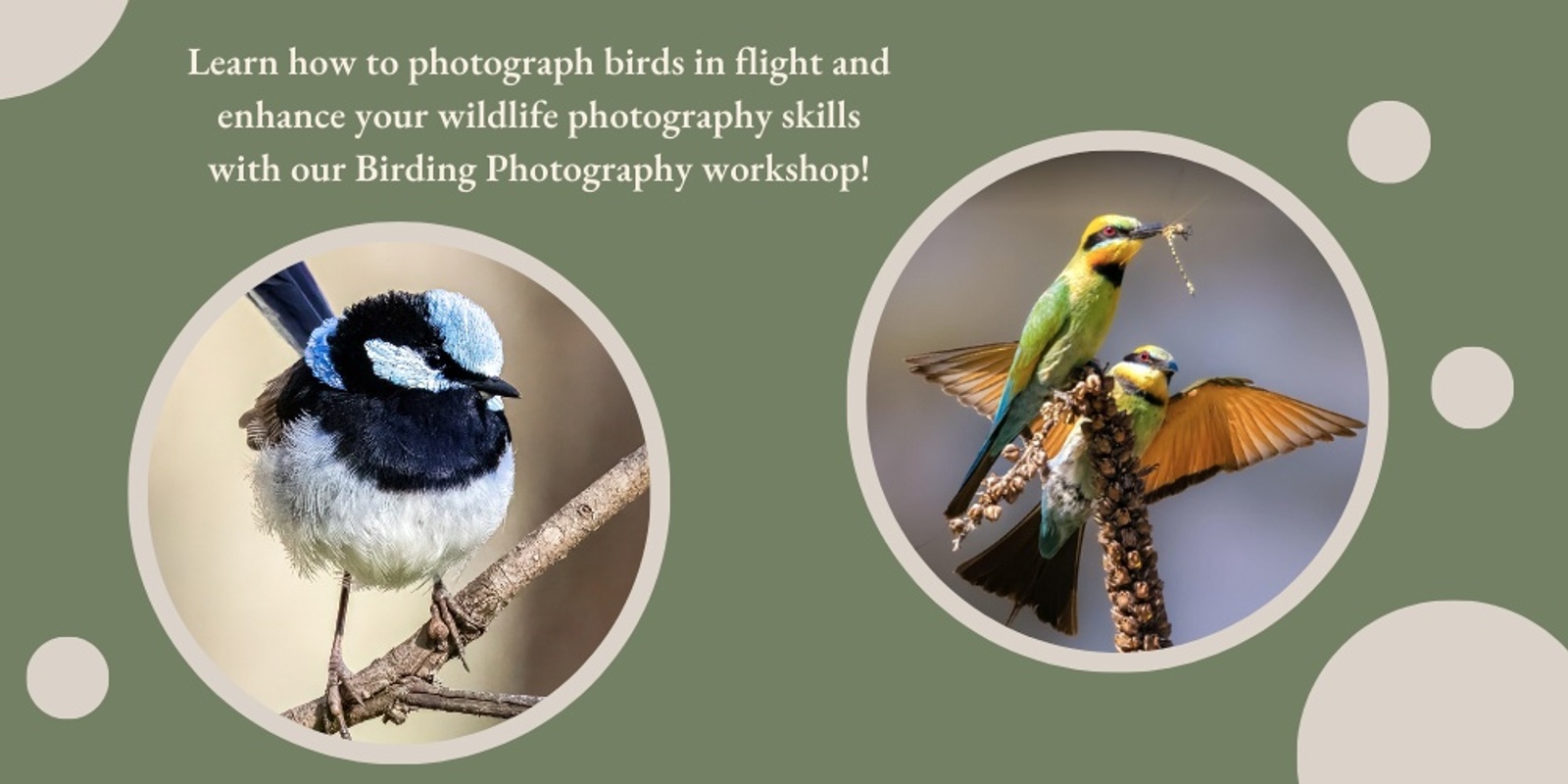 Banner image for Bird Photography