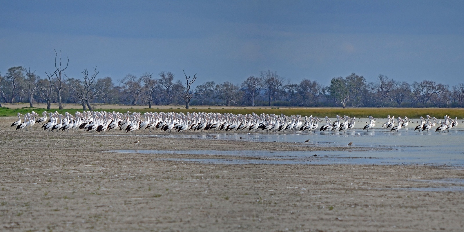 Banner image for Lake Cowal Birds N' Binos