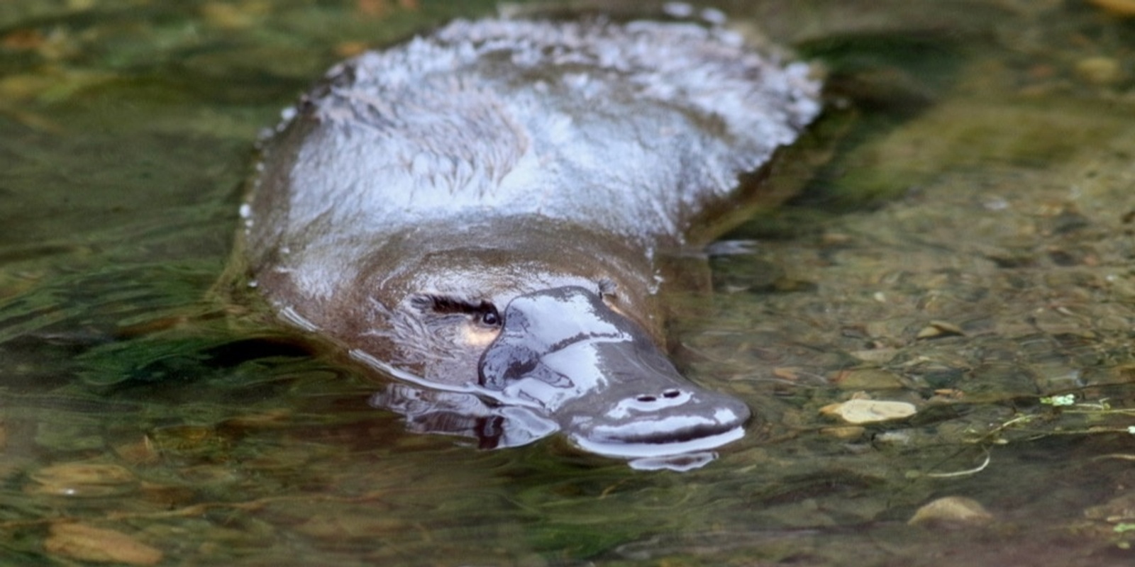 Banner image for Returning platypus to the river: Turning a dream into a reality