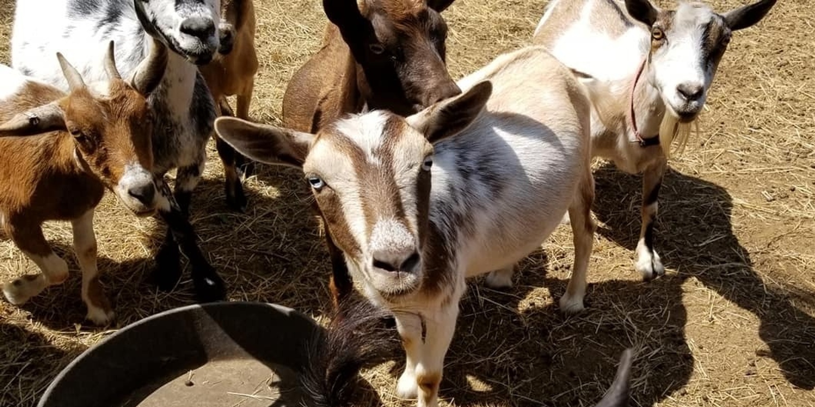 Banner image for Rocky Meadow Farm Field Trip-Claremore