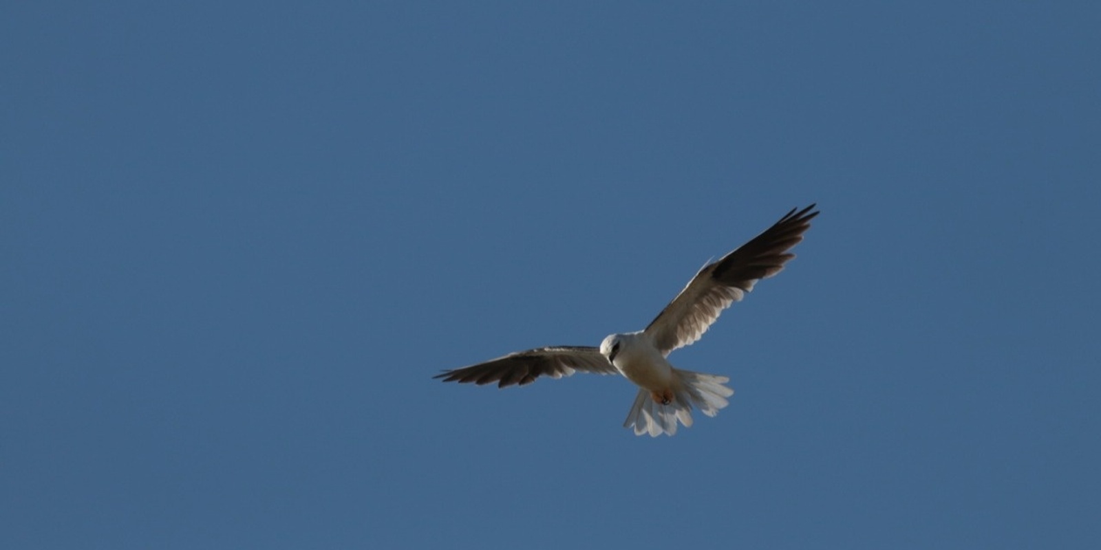 Banner image for A Discovery of Coastal Birds guided tour - South Maroubra