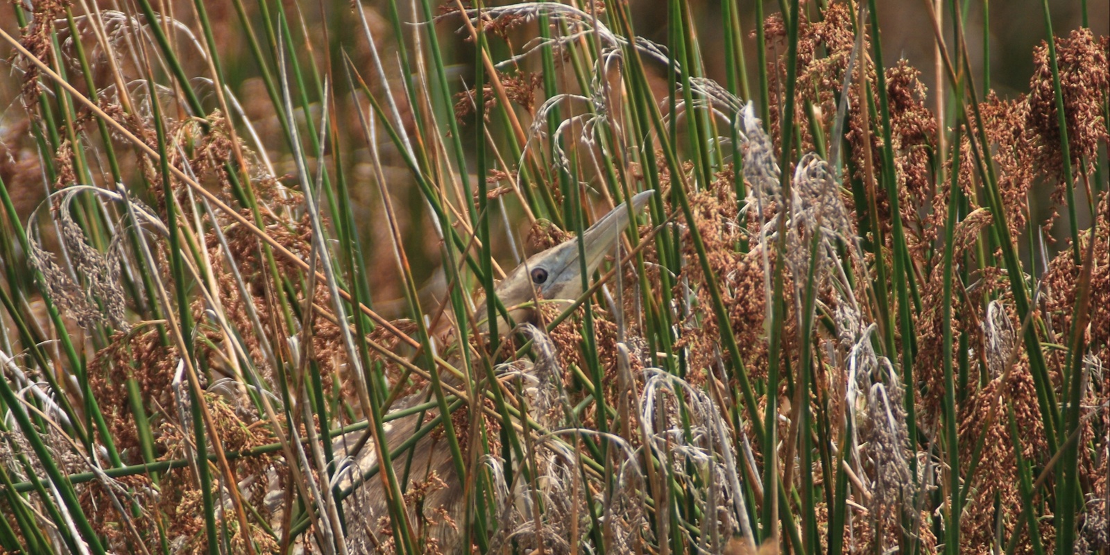 Banner image for Bitterns on Farms Workshop with BirdLife Australia