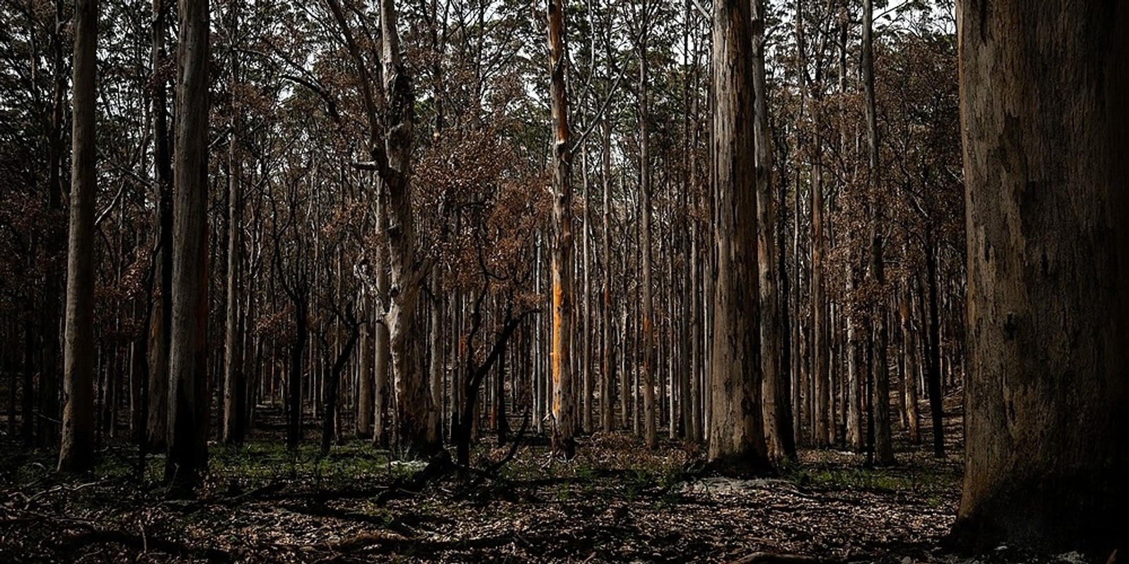 WA Climate Leaders's banner