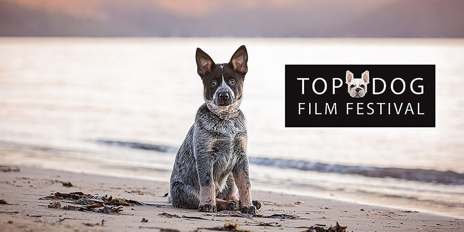 Banner image for Top Dog Film Festival 2020 - Melbourne Astor Wed 24 Mar 7:15pm