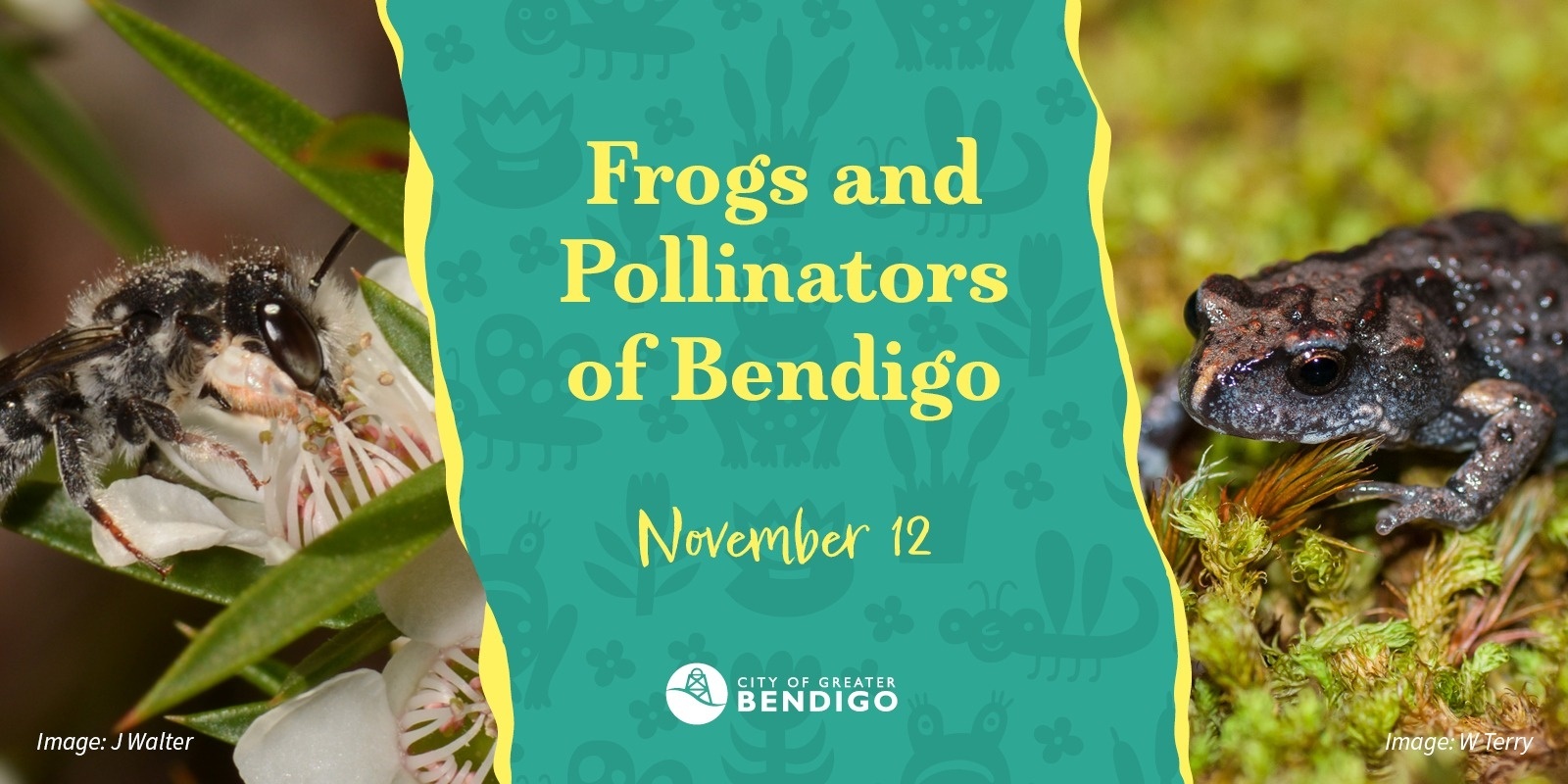 Banner image for Frogs and Pollinators of Bendigo