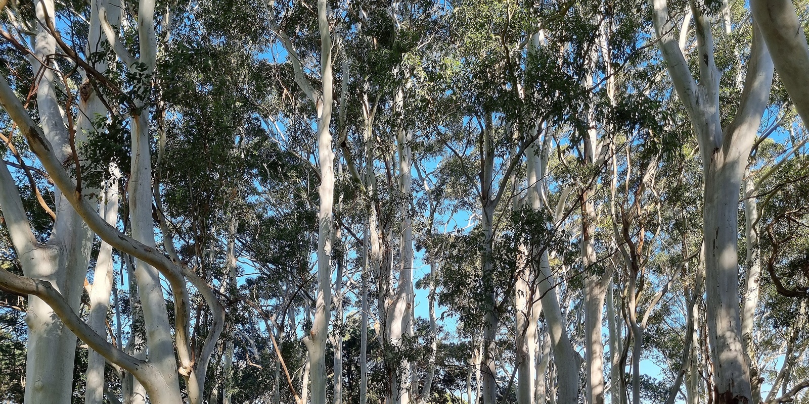 Banner image for Rose Gum Forest Therapy Walk, Centennial Park